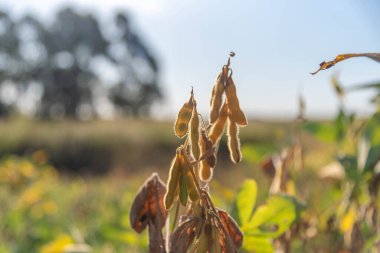 Soya fasulyesi tohumu (Glicine max) hasat için hazır. Bitki yağı üretimi için tahıllar. Soya meyveleri. Brezilya 'da tarım çiftliği. Bulanık arkaplan.