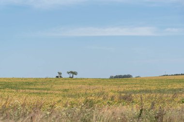 Sarı soya fasulyesi çiftliği (glycine max) ve hasat öncesi aşamasında. İhracat için tahıl ekimi. Brezilya 'da emtia üretimi. Çiftlik ve tarım üretim bölgesi.