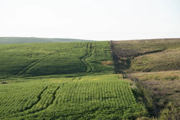 Fields of soybean production (Glycine max) in the stage of grain filling. Commodity planting for export. Plant for industrial production and production of vegetable oil.