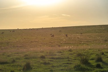 Brezilya 'daki Rio Grande do Sul otlaklarının kırsal manzarası ve çiftlik hayvanlarının varlığı. Pampa biyolojisi Brezilya ve Uruguay ve Arjantin topraklarını işgal etmektedir..