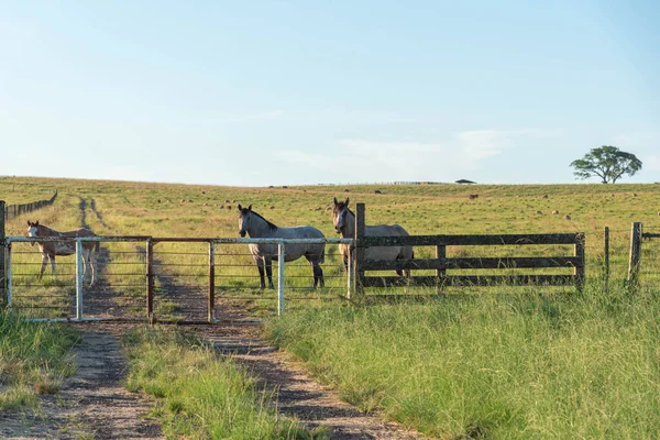 Creole horse breeding field and farm in Brazil. Creole is a Brazilian breed of horse, originally from animals of Andalusian and Berber blood.