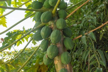 Papaya ağacına taze papaya meyveleri eklenmiş. Papaya ağacı (Carica sp), Caricaceae familyasından bir ağaçtır. Besin ve vitamin kaynağı açısından zengin meyveler. Doğal yiyecek..