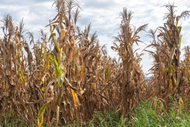 Mısır tarlası (Zea mays) hasat için hazır. Mısır, insan ve hayvan gıdaları için yaygın olarak kullanılan kolay adapte olan bir bitkidir. Ürün ihraç. Mallar.
