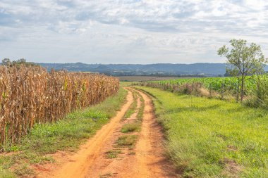 Dirt road in farm area next to a cornfield (Zea mays) ready for harvest. Rural landscape. Corn is a plant widely used for human and animal food. Export product. Commodities.