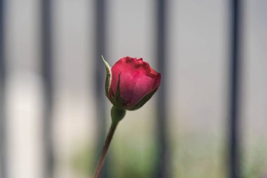 Bulanık arka planda renkli bahçe çiçekleri. Peyzaj ve çiçekçilik. Doğal güzellik. Brezilya bitkisinin yerel çiçekleri..