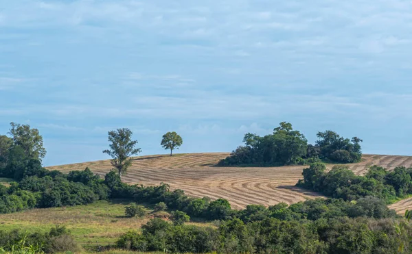 Rural landscape in farm area with soybean cultivation and harvest. Agriculture in the fields of the Pampa biome. Grain production in rural areas. Harvesting grain for export. Fallow fields.