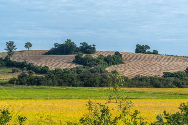 Rural landscape in farm area with soybean cultivation and harvest. Agriculture in the fields of the Pampa biome. Grain production in rural areas. Harvesting grain for export. Fallow fields.