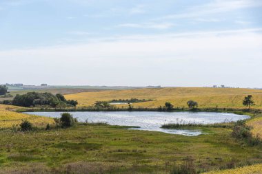 Büyük bir soya tarlasının ortasında küçük bir tatlı su gölü. Güney Brezilya 'da çiftlik alanı. İhracat için soya fasulyesi ekimi ve üretimi.