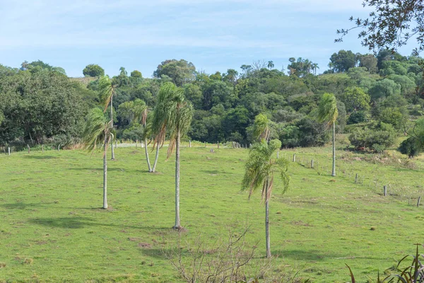 Palmeiras Jeragrantes Syagrus Romanzoffiana Campo Natural — Fotografia de Stock