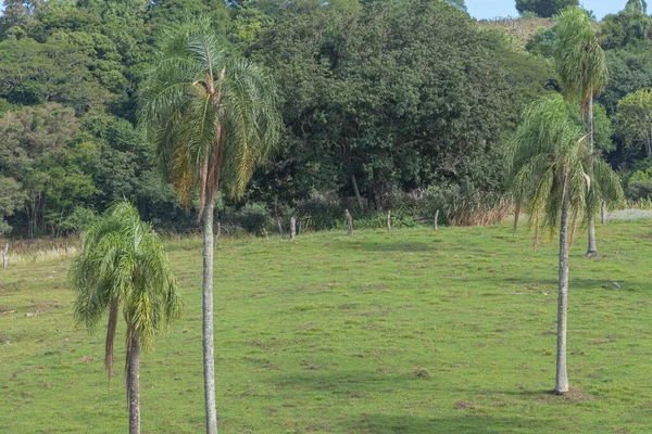 Jeragrant Palm Trees Syagrus Romanzoffiana Natural Field — Stock Photo, Image