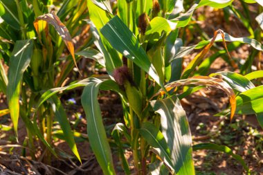 Kulak düzeninde mısır tarlası. Dünyanın çoğunda yetişen tahıllar, insan yiyeceği ya da hayvan yemi olarak kullanılır. Çiçek açma ve üreme aşamasındaki bitkiler.