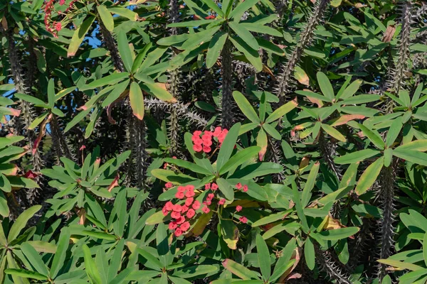Euphorbia Milii Plantas Utilizadas Como Seto Arbusto Espinoso Madagascar Muy — Foto de Stock