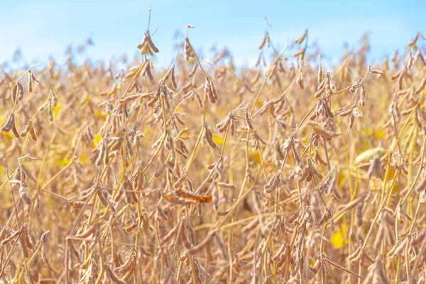 Endüstri için hasat noktasında soya fasulyesi ekme kabukları. Sosa çiftliği son üretim aşamasında. Hasat sürecini bekleyen tahıllar. Altın saat. Kırsal alan. Hassas tarım.