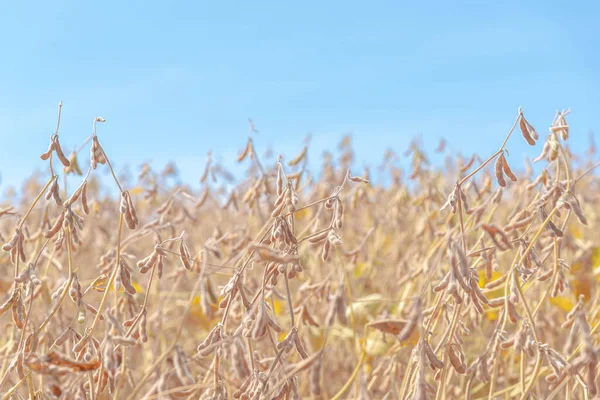 Soybean Planting Pods Harvest Point Industry Sosa Plantation Final Production — Stock Photo, Image