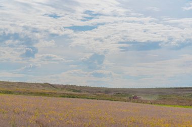 Brezilya 'da soya fasulyesi tarlalarında kırsal alan. Çiftlik ve tarımsal üretim alanları. İhracat için soya üretimi.