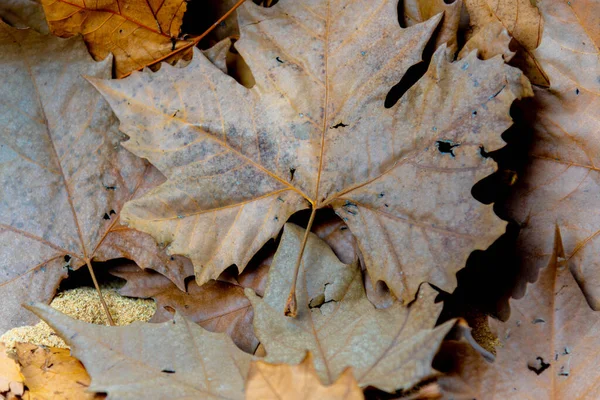 乾燥したカエデやカエデの葉の背景 野菜の背景 標準だ カエデの木の葉 秋の兆候 落葉性植物の葉 — ストック写真