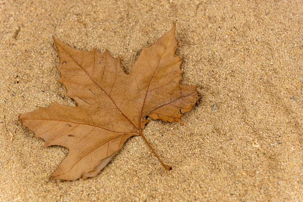 Dry leaf of Brazilian maple on wood sawdust background. Vegetable background. Standard. Maple tree leaves. Autumn signs. Deciduous vegetation leaves.