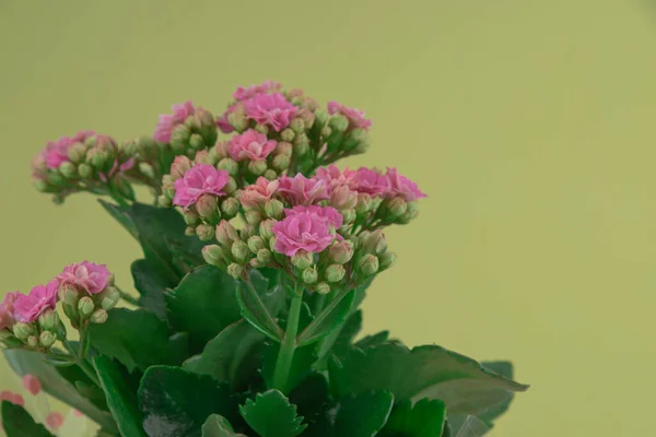 Arreglo Flores Begonias Sobre Fondo Amarillo Decoración Residencial Flores Naturales —  Fotos de Stock