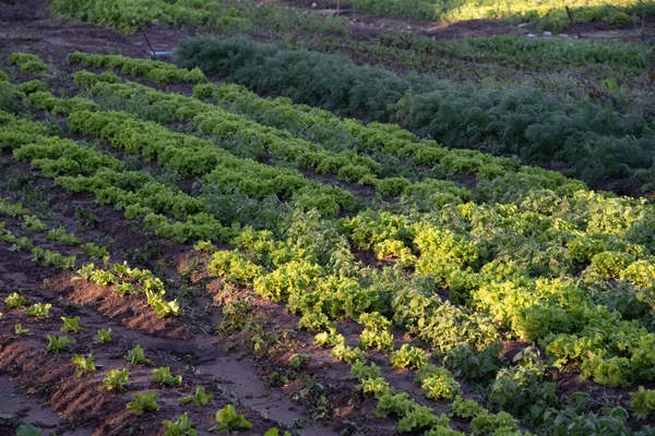 Plantering Frukt Och Grönsaker För Humankonsumtion Trädgård För Grönsaksodling Mat — Stockfoto