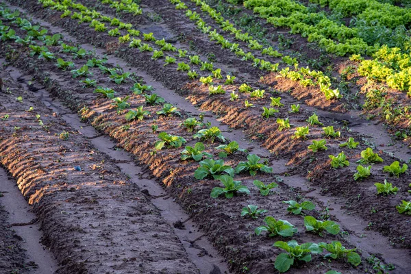 Planting of fruit and vegetables for human consumption. Vegetable production garden. Food for commercialization. Urban agriculture.