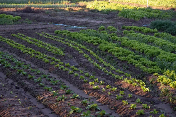 Plantering Frukt Och Grönsaker För Humankonsumtion Trädgård För Grönsaksodling Mat — Stockfoto