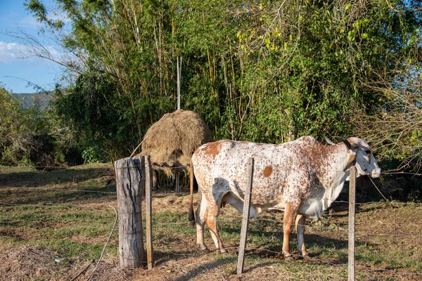 Dairy cows in rural confinement area. Rural landscape. Cattle breeding area in Brazil. Small agricultural property. Farm animals in a breeding and feeding area.