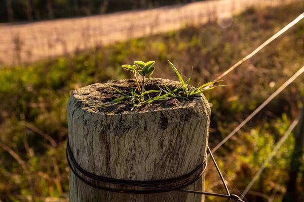 Растение Прорастает Заборе Сельской Собственности Природа Биология Сельский Пейзаж Озеленение — стоковое фото