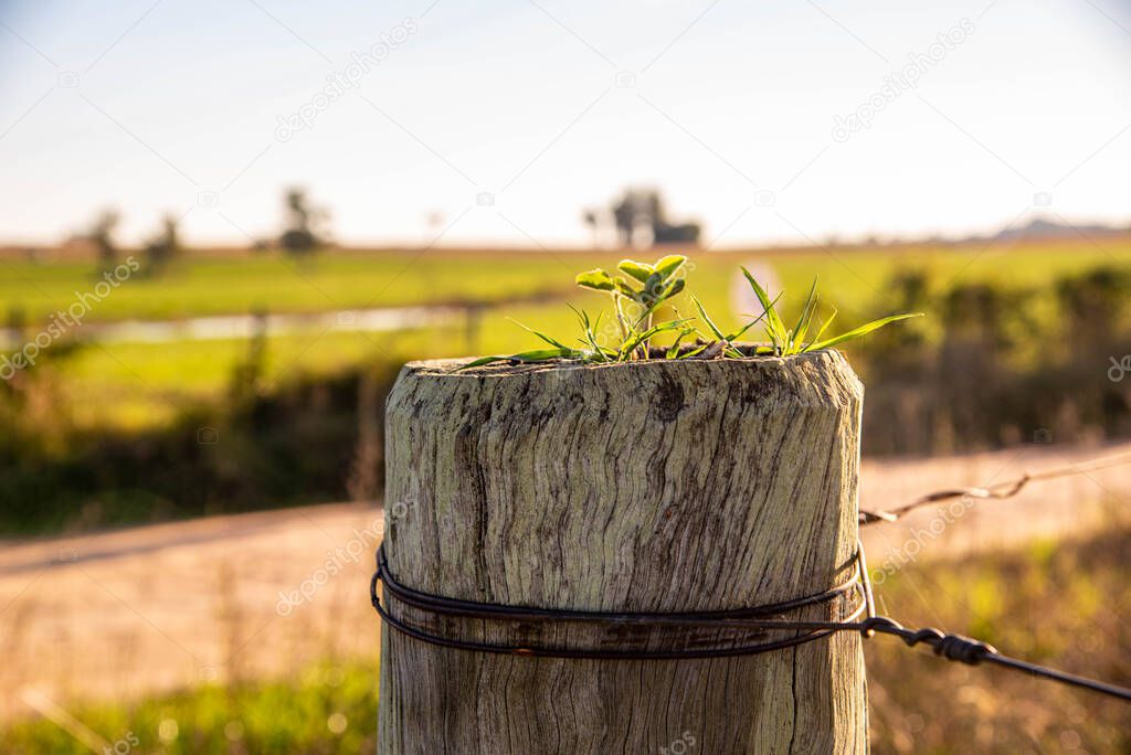 Plant germinating on a rural property fence post. Nature and biology. Rural landscape and landscaping. Rural property fence.