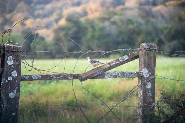 プライア ミムス ギルスは農場の柵に腰掛けていた ブラジル沿岸 リオデジャネイロから北へ そしてカリブ海で発見された鳥 — ストック写真