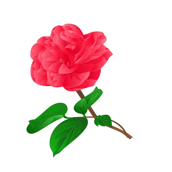 Camellia Japonica vektor — Image vectorielle
