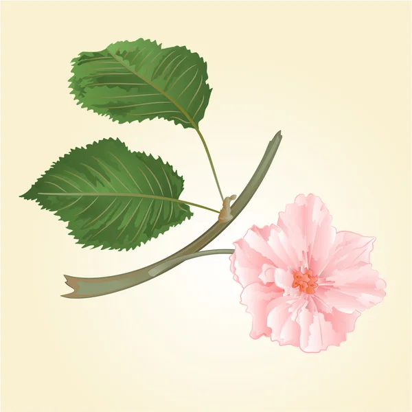 Sakura bloem met bladeren vector — Stockvector