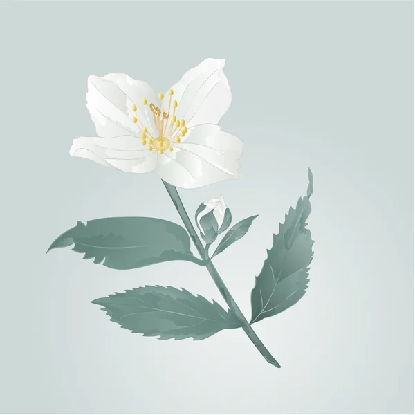 Jasmine flower met bladeren vector — Stockvector