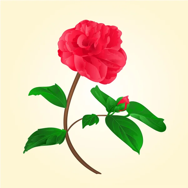 Camellia Japonica bloem met bud vektor — Stockvector