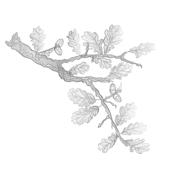 오크 잎과 빈티지 조각 벡터로 도토리 — 스톡 벡터