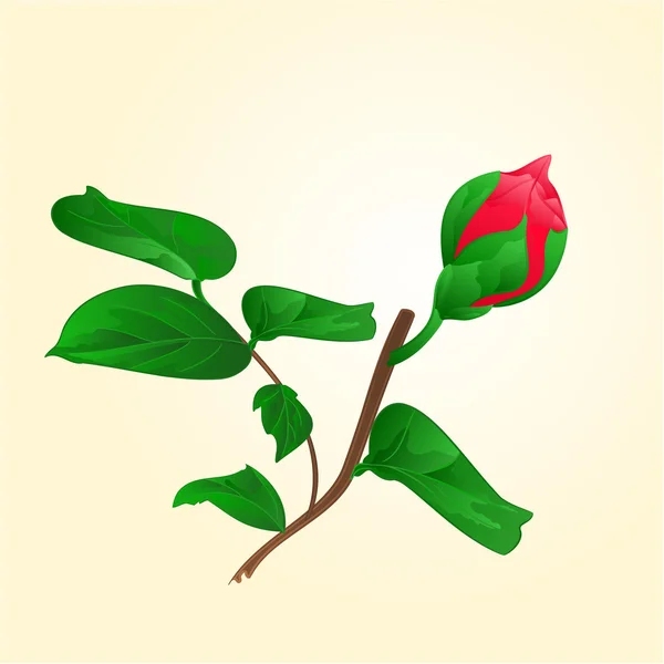 赤い花のベクトルの芽 — ストックベクタ