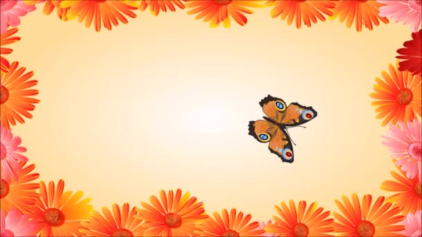 Video Butterfly inachis io en gerbera — Stockvideo