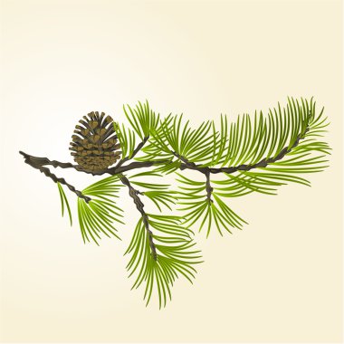 Şube çam çam koni vektör ile