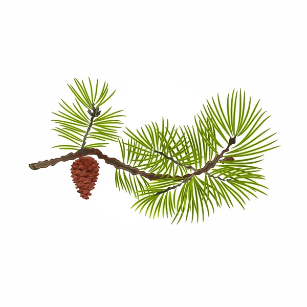 Pine branch with pine cone vector — Stock Vector