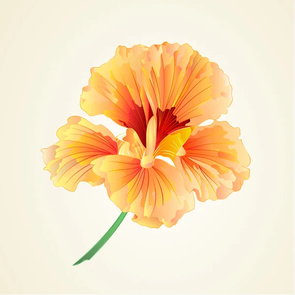 Άνοιξη λουλούδι κάρδαμο διάνυσμα — Διανυσματικό Αρχείο