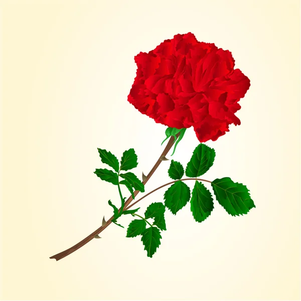 Стебельный вектор красной розы — стоковый вектор
