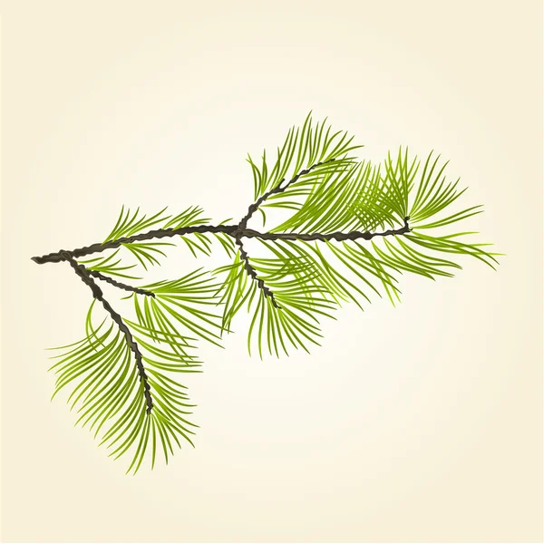 Branch Pine conifer vector — Stockvector