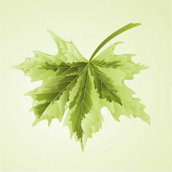 Vector de hoja de arce — Vector de stock