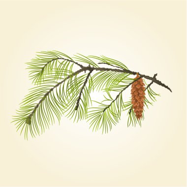 Çam koni vektör ile çam dalı