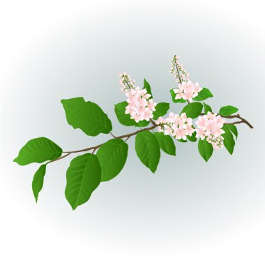 Dal pembe Lila vektör