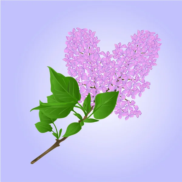 Botanical vector illustration. Vintage floral card — Stock Vector © Vik ...