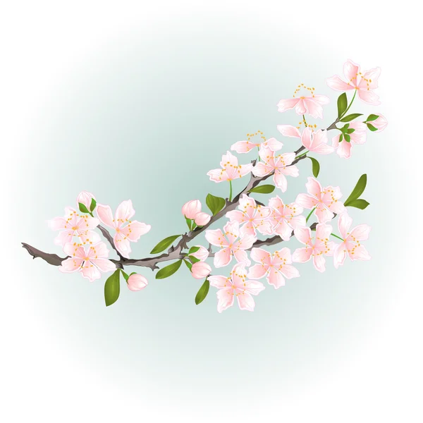 Cereja de ramo com vetor de flores — Vetor de Stock