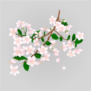 Yabani kiraz vektör