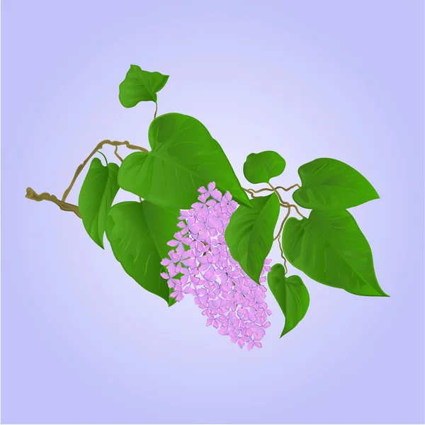 Fialové Lila větev s květy a listy vektor — Stockový vektor
