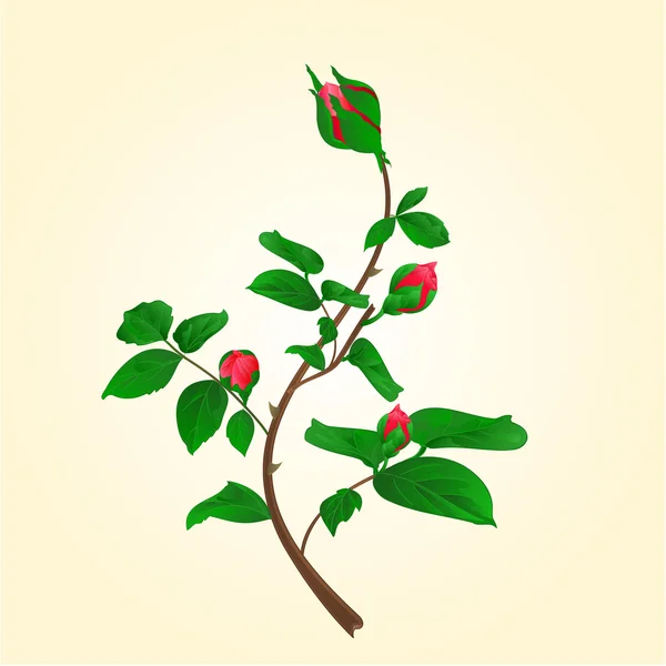 バラのベクトルを登山の芽 — ストックベクタ