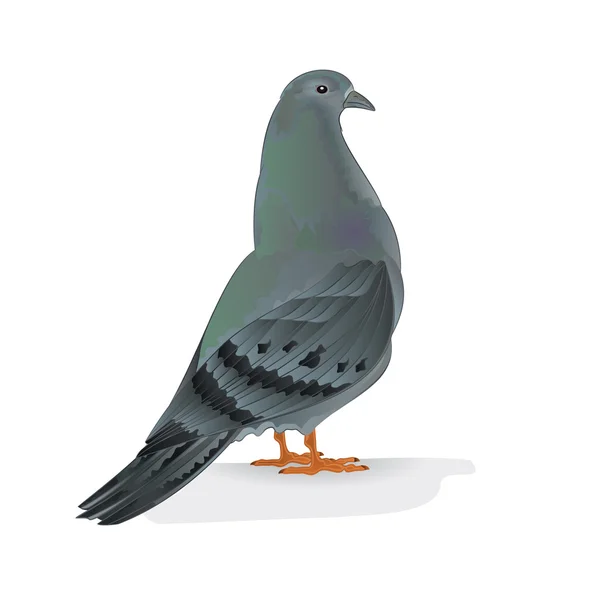 Carrier pigeon breeding bird vector — Stock Vector